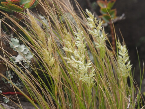 Koeleria inaequalis