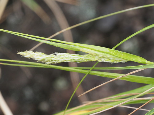 Koeleria inaequalis observed 2025-03-19