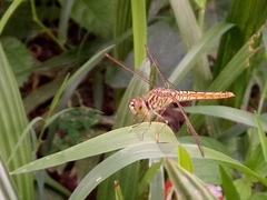 Brachythemis contaminata
