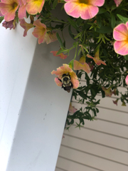Bombus impatiens
