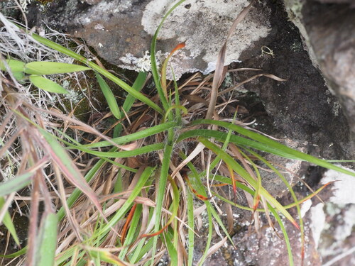 Hawai'i woodrush (Luzula hawaiiensis)