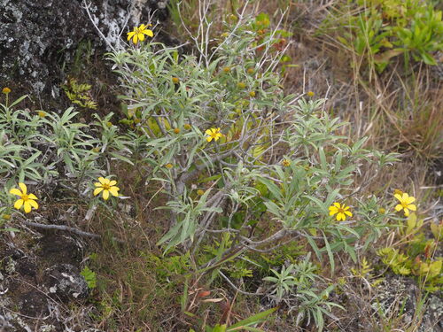 Lipochaeta lobata observed 2025-03-19