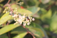 Rhynchium haemorrhoidale