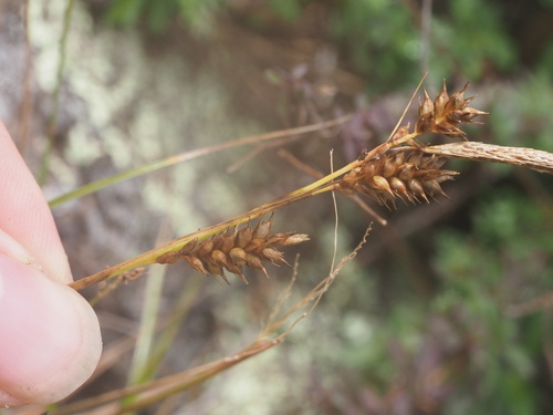 Carex wahuensis observed 2025-03-19