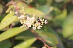 Rhynchium haemorrhoidale