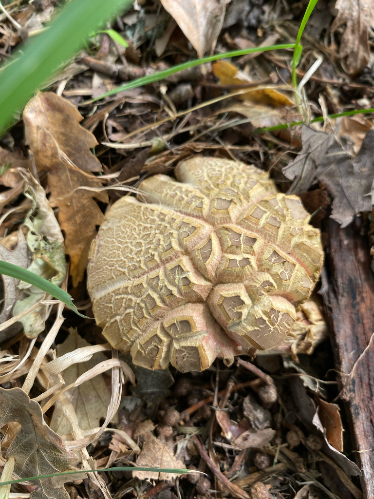 Xerocomellus cisalpinus · March 2025 · photo: © crellow (iNaturalist, cc0)