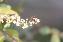 Rhynchium haemorrhoidale