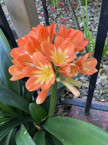 Clivia