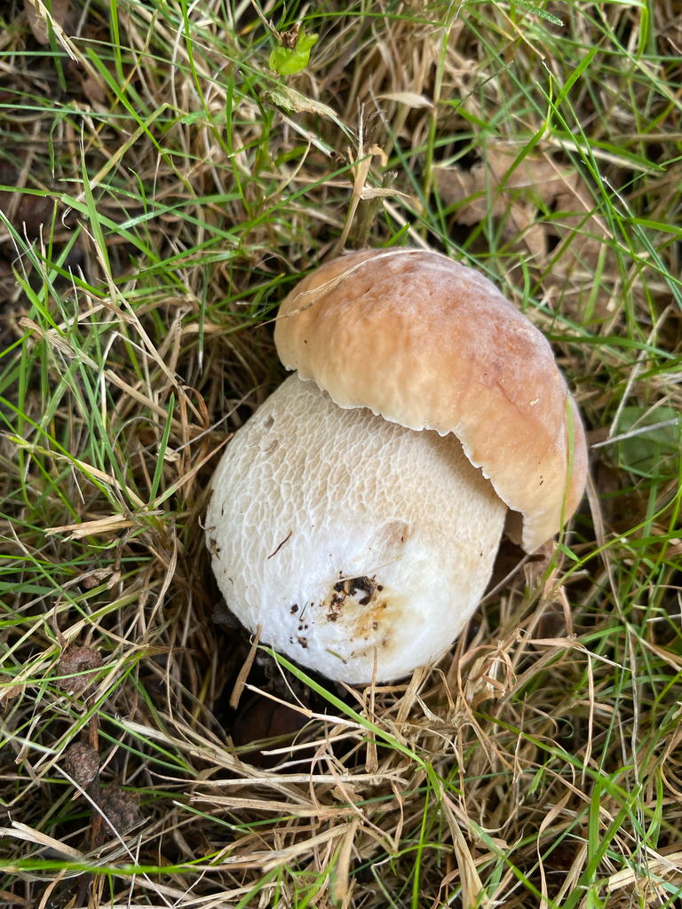 Boletus edulis · March 2025 · photo: © crellow (iNaturalist, cc0)