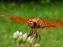 Brachythemis contaminata
