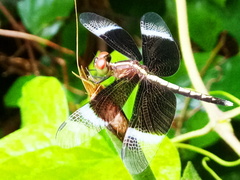 Neurothemis tullia