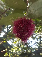 Syzygium wilsonii