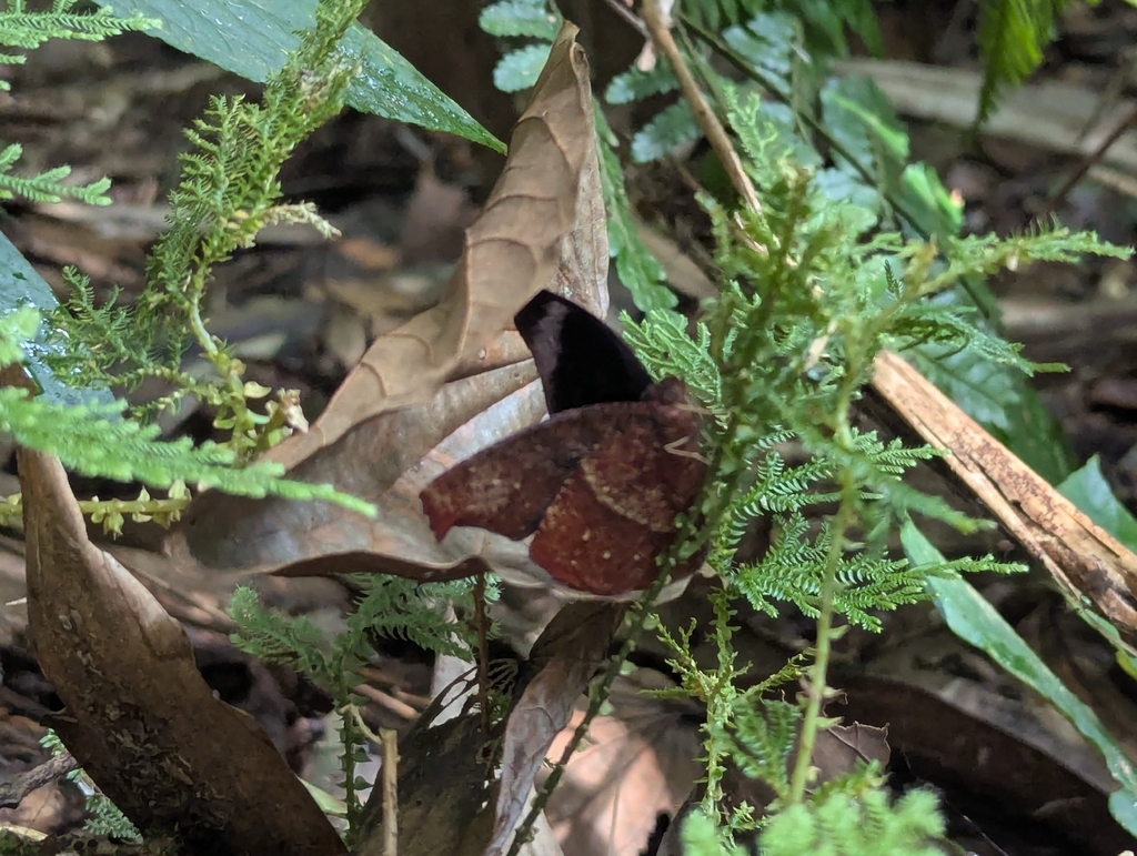 Cyllogenes