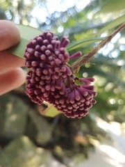 Syzygium wilsonii