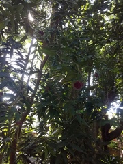 Syzygium wilsonii