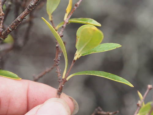 Image of Wikstroemia oahuensis by (c) Kevin Faccenda, some rights reserved (CC BY)