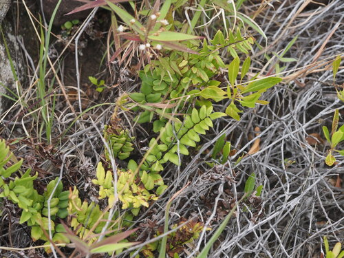 Cheilanthes viridis observed 2025-03-19
