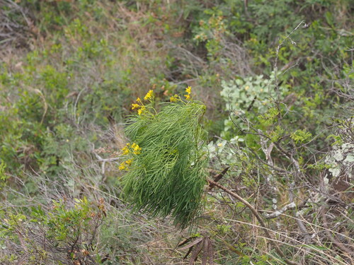 Bidens menziesii observed 2025-03-19