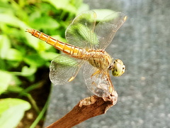 Brachythemis contaminata