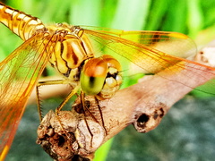 Brachythemis contaminata