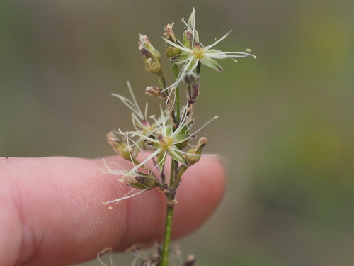 Schiedea menziesii observed 2025-03-19