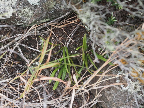 Lepisorus thunbergianus observed 2025-03-19