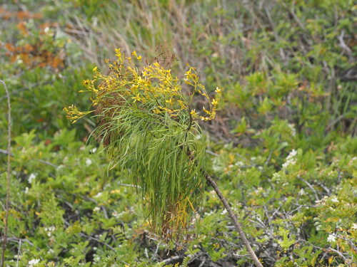 Bidens menziesii observed 2025-03-19