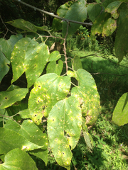 Palo blanco (Celtis occidentalis): origen y usos — foto 3