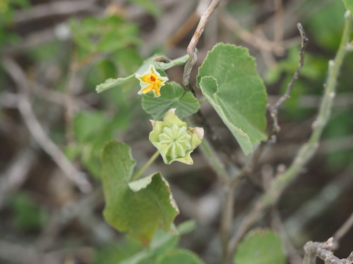 Abutilon grandifolium observed 2025-03-19