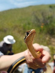 Masticophis lateralis euryxanthus