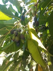 Chionanthus ramiflorus