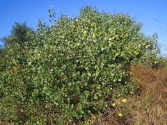 Populus fremontii