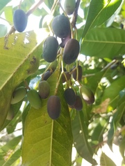 Chionanthus ramiflorus