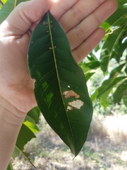 Chionanthus ramiflorus