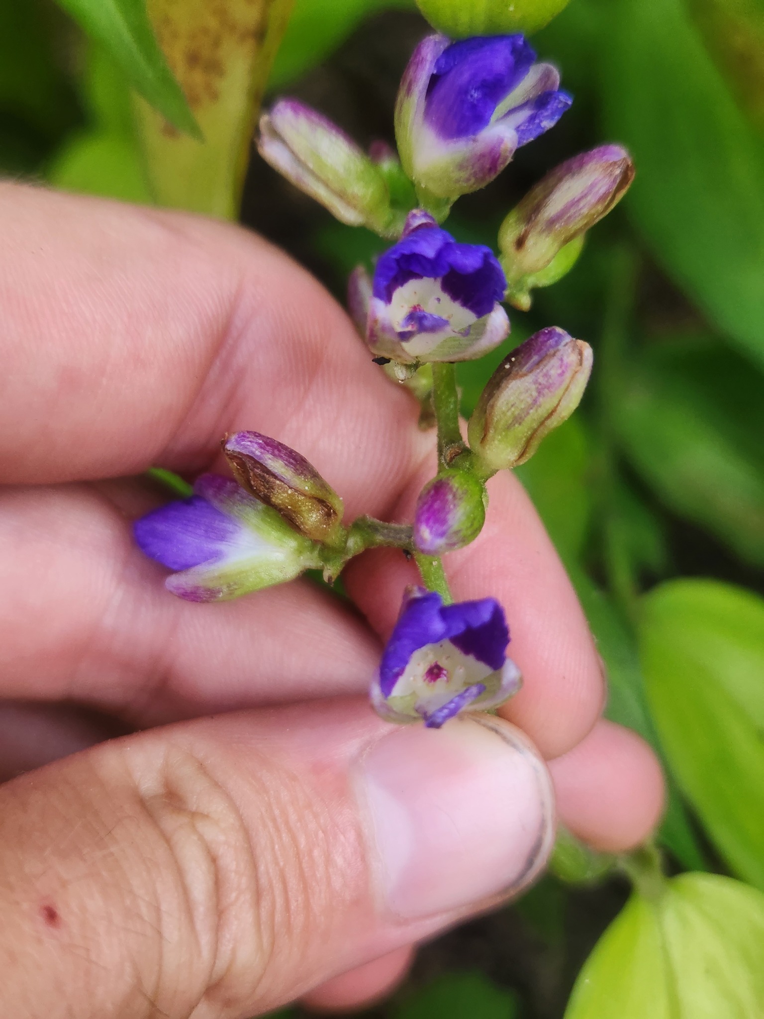 Imagem de Ginger azul