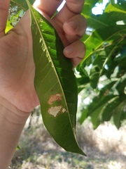 Chionanthus ramiflorus