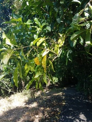 Chionanthus ramiflorus