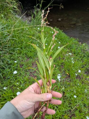 Persicaria glabra observed 2025-03-19
