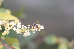Rhynchium haemorrhoidale