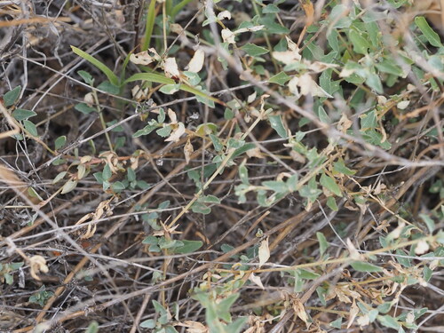 Atriplex semibaccata observed 2025-03-19