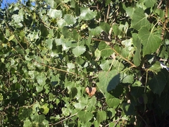 Populus fremontii