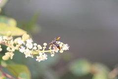 Rhynchium haemorrhoidale