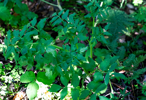 Angelica californica, photograph 4