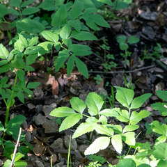Angelica californica, photograph (c) Michael Warner, some rights reserved (CC BY)