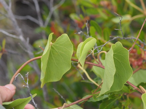 Hawaiian moon flower (Ipomoea tuboides)