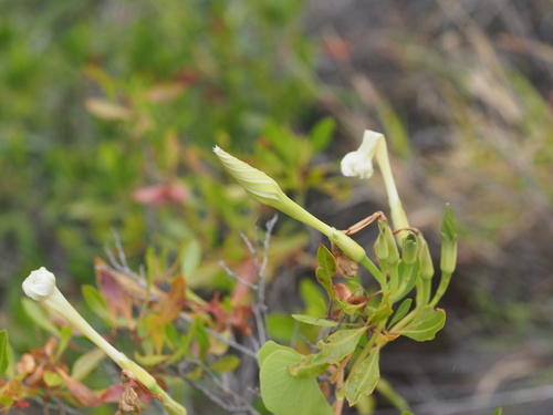 Image of Ipomoea tuboides by (c) Kevin Faccenda, some rights reserved (CC BY)