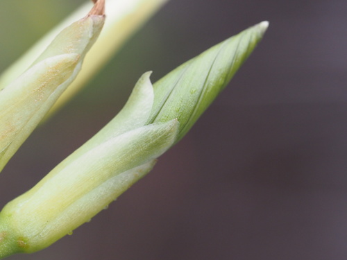 Image of Ipomoea tuboides by (c) Kevin Faccenda, some rights reserved (CC BY)
