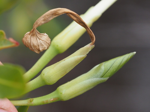 Image of Ipomoea tuboides by (c) Kevin Faccenda, some rights reserved (CC BY)
