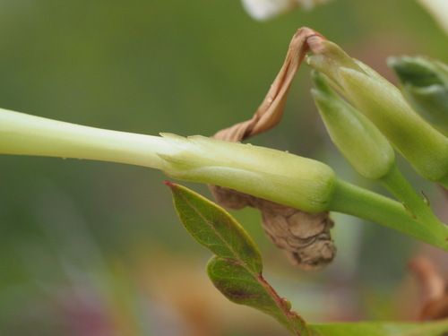 Image of Ipomoea tuboides by (c) Kevin Faccenda, some rights reserved (CC BY)