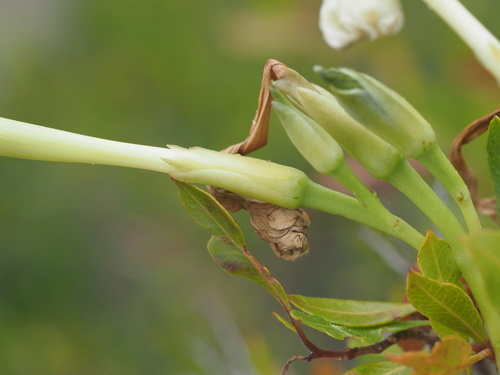Image of Ipomoea tuboides by (c) Kevin Faccenda, some rights reserved (CC BY)